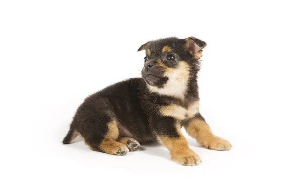 Cute puppy — Stock Photo, Image