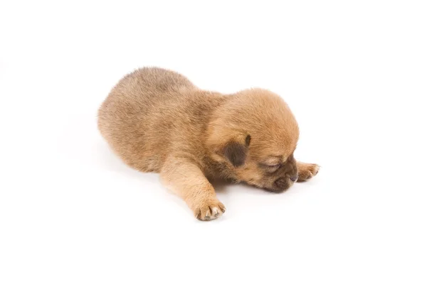 Спящий щенок — стоковое фото