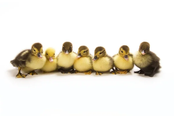 Ducklings — Stock Photo, Image