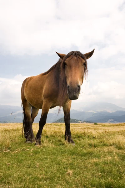 Сумно кінь — стокове фото