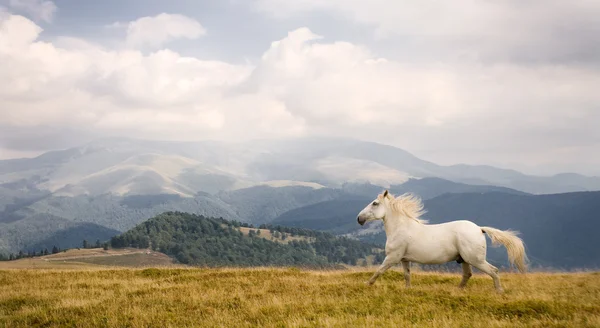 पांढरा घोडा — स्टॉक फोटो, इमेज