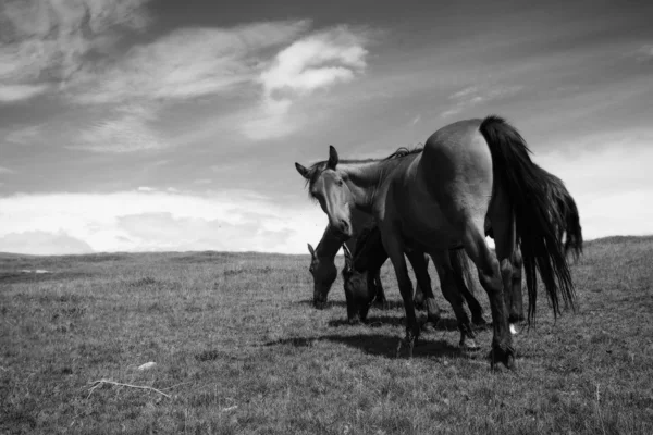 Caballos — Foto de Stock