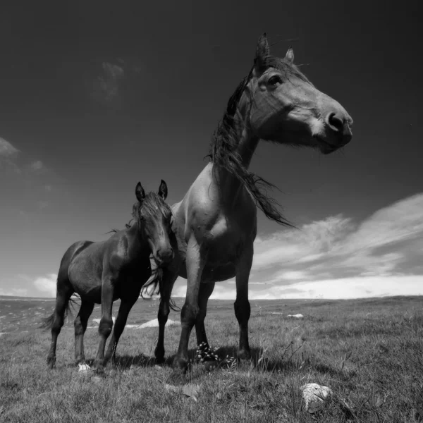 Cavalli — Foto Stock