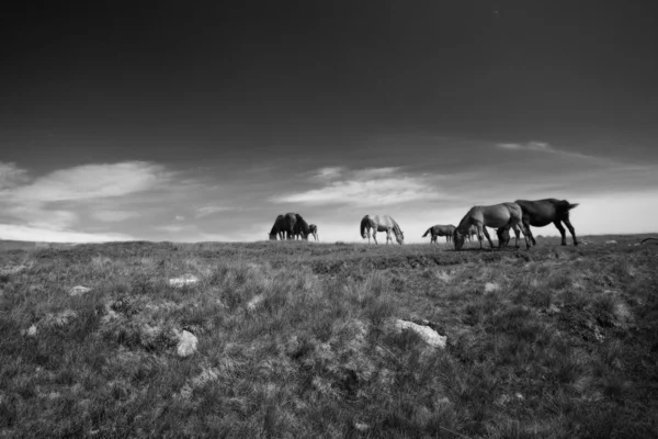 말들 — 스톡 사진