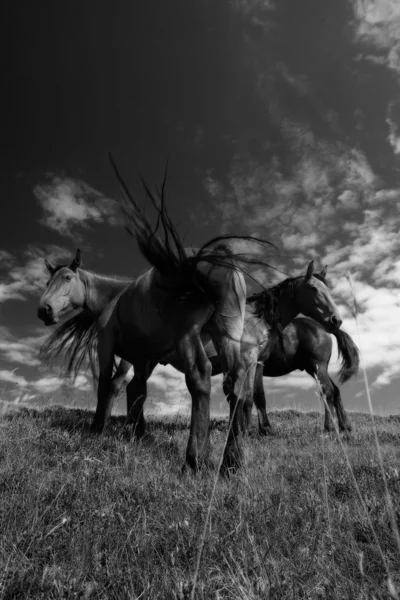 Коні — стокове фото