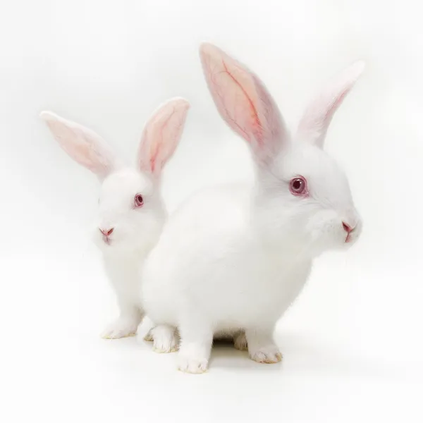 Белые кролики — стоковое фото