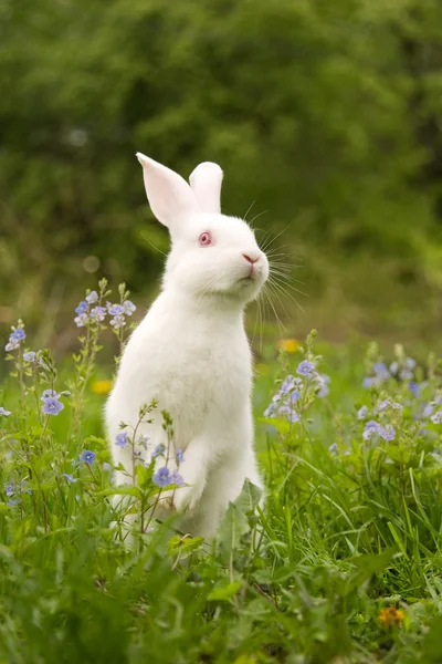 stock image White Rabbit