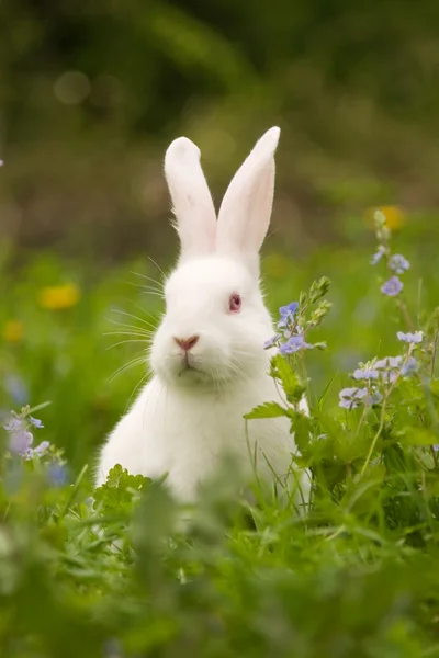 stock image White Rabbit