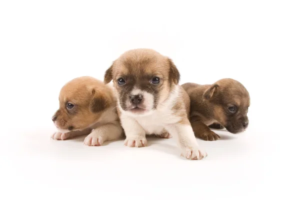 stock image Puppies