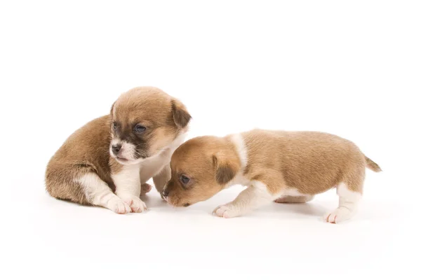 Puppies — Stockfoto