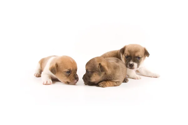 Puppies — Stockfoto