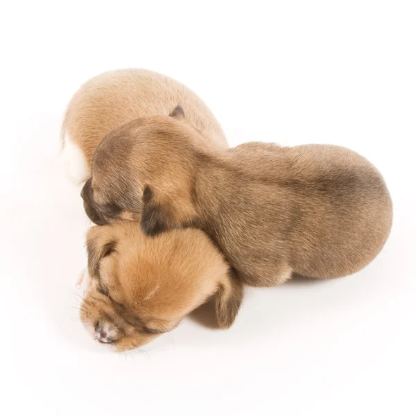 Cachorros adormecidos — Fotografia de Stock