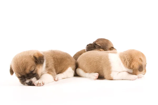 Cachorros durmientes — Foto de Stock
