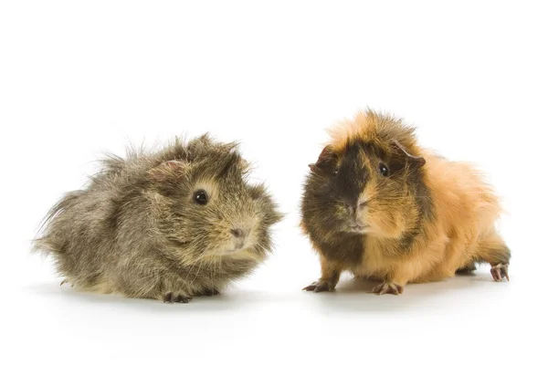 stock image Guinea pigs