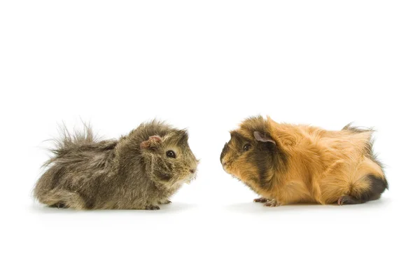 stock image Guinea pigs