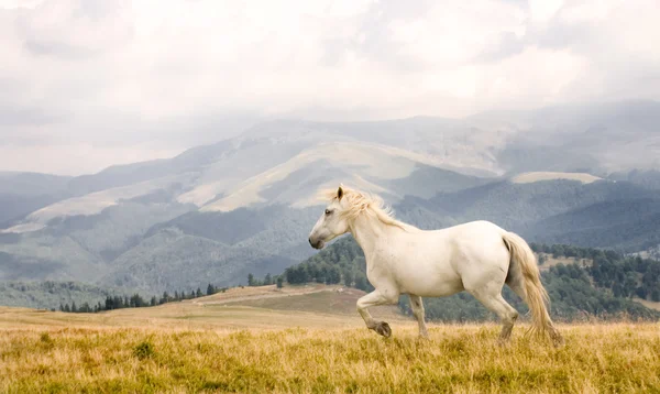 Bílý kůň Royalty Free Stock Obrázky