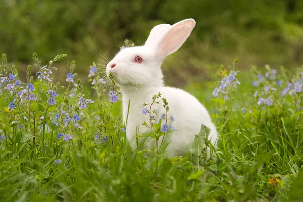Conejo blanco Imagen de archivo