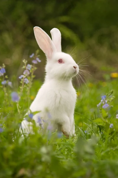 Conejo blanco Fotos de stock libres de derechos