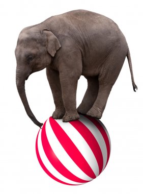 Baby elephant on ball