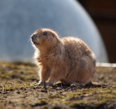 Prairie dog clipart