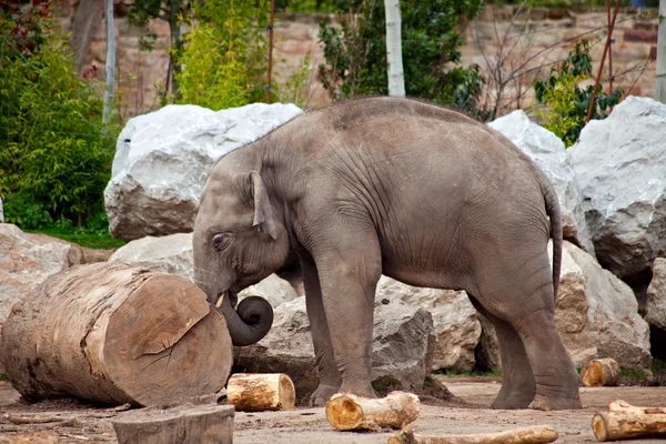 Elefante e tronco — Fotografia de Stock