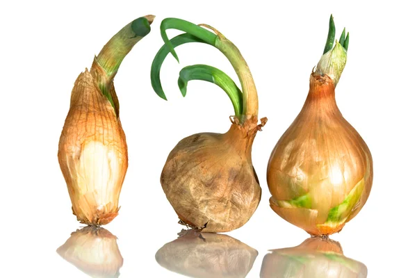 Sprouting onions — Stock Photo, Image