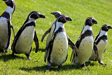 Humboldt Penguins clipart