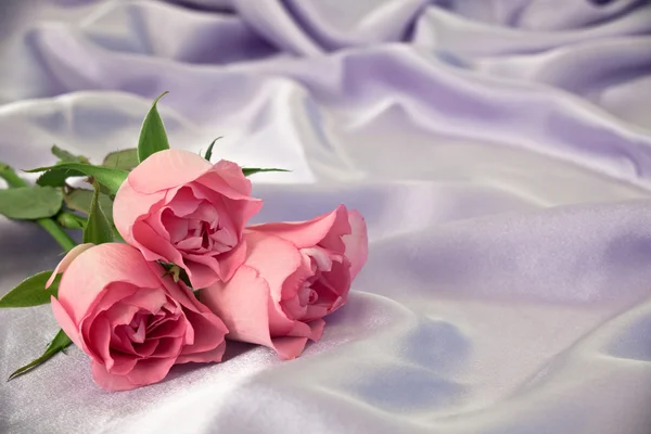 Three rosebuds — Stock Photo, Image