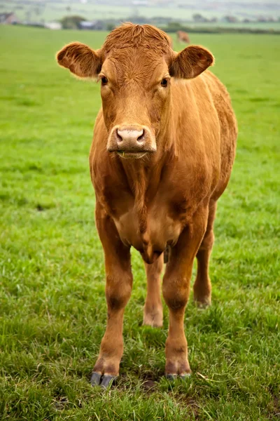 Brown Cow — Stock Photo, Image