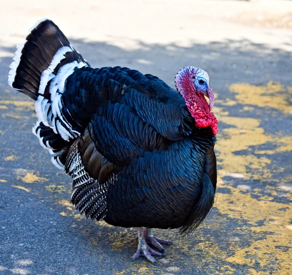Turkey Cock — стокове фото