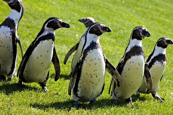 Πιγκουίνοι Humboldt — Φωτογραφία Αρχείου