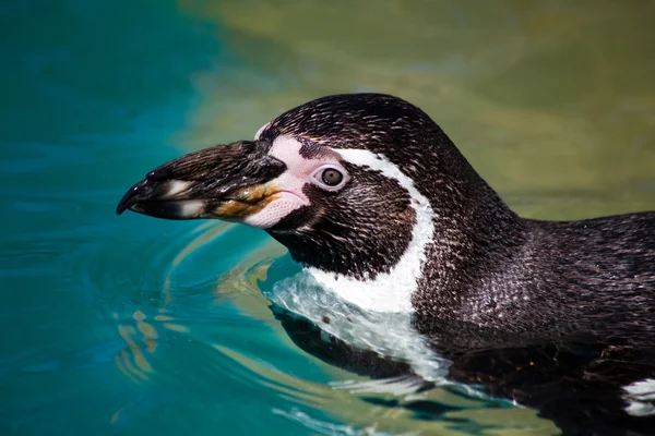 Humboldt-pinguïn — Stockfoto