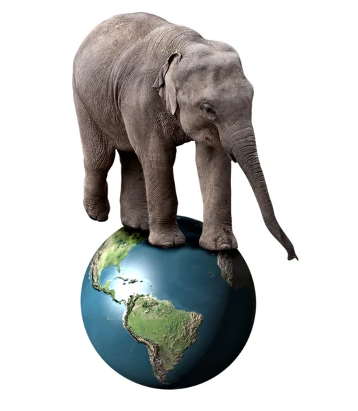 Ελέφαντας και γη — Φωτογραφία Αρχείου