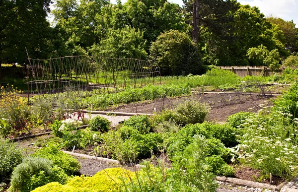 野菜の庭 ストックフォト