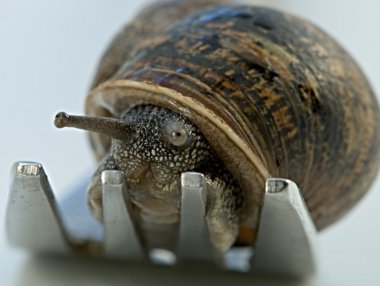 Snail dinner clipart