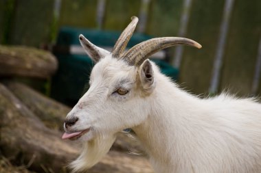 Goat clipart