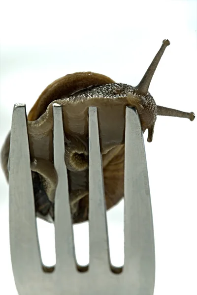 달팽이 저녁 식사 — 스톡 사진