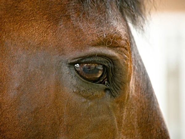 Koně oko — Stock fotografie