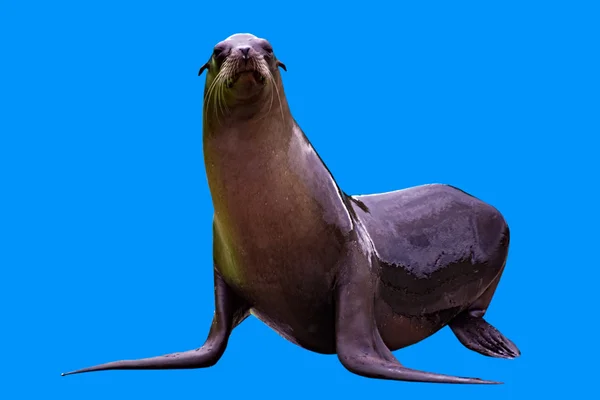 Een geïsoleerd zeeleeuw — Stockfoto