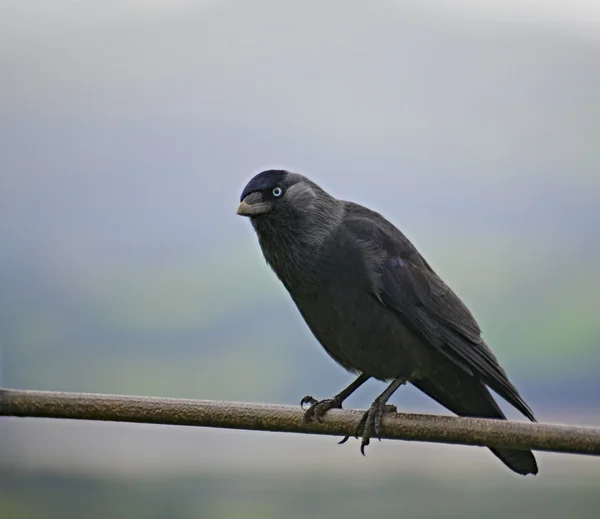 Hooded crow — Stock Photo, Image