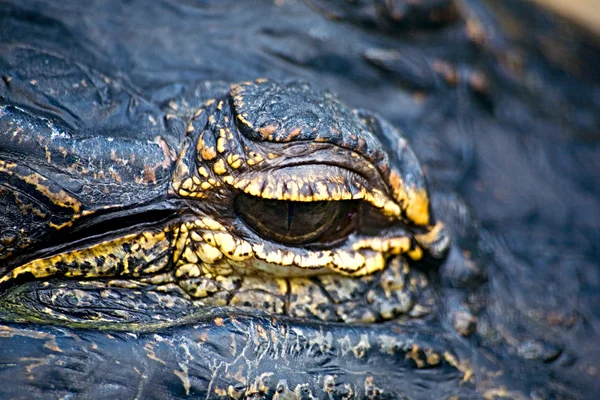 Глаз аллигатора — стоковое фото