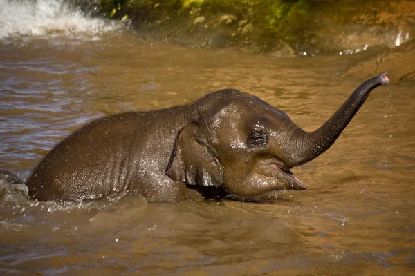 Дитячий слон купається в озері — стокове фото