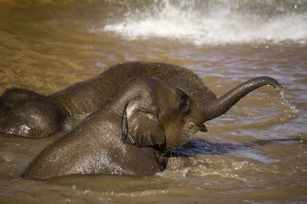 Bebê elefante tomando banho em um lago — Fotografia de Stock