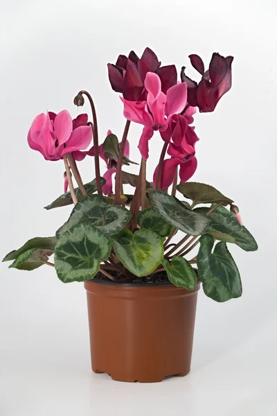 Pot plant — Stock Photo, Image