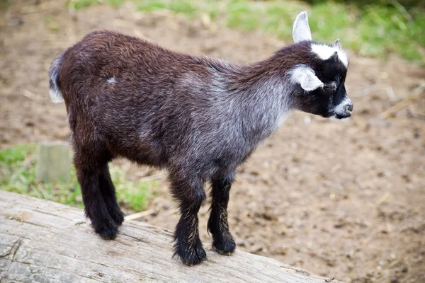 Baby goat — Stock Photo, Image