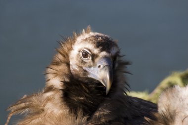 Black Headed Vulture clipart