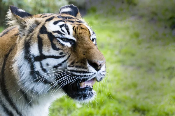 Vrčící tygr — Stock fotografie