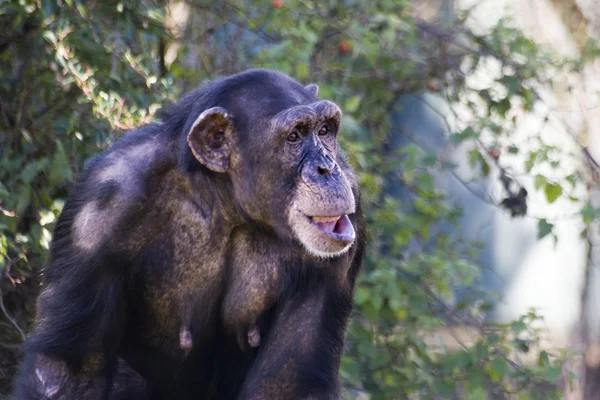 Schimpanse — Stockfoto