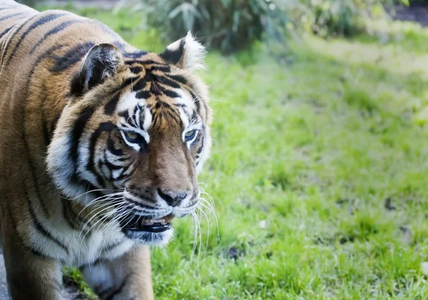 Tigre siberiano — Fotografia de Stock
