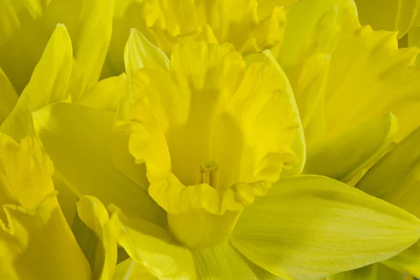 stock image Daffodild